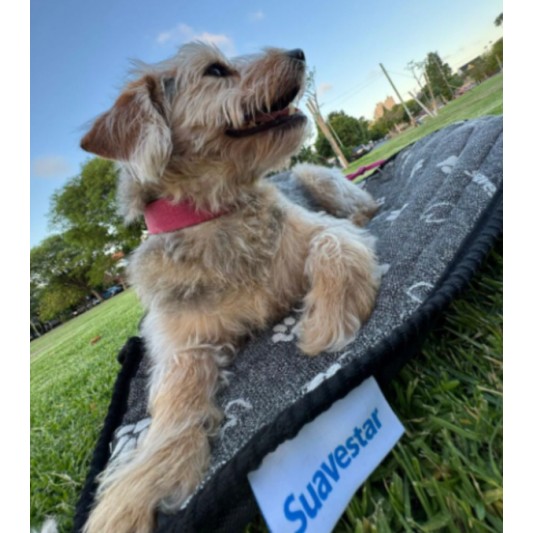 SUAVESTAR COLCHON MASCOTAS SVS... SUAVESTAR COLCHON MASCOTAS SVS...